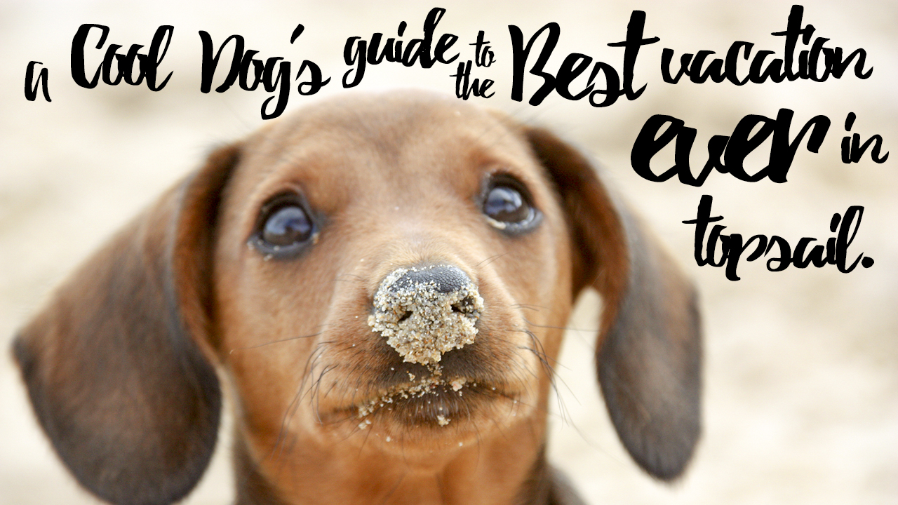 A-Cool-Dog's-Guide-to-the-Best-Vacation-Ever-in-Topsail